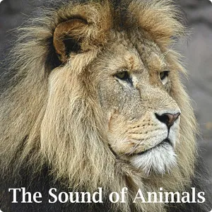 动物主题音效库-Sound Effects Factory The Sound of Animals