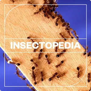 昆虫类音效包-Blastwave FX Insectopedia WAV