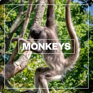 猴子音效包-Blastwave FX Monkeys WAV