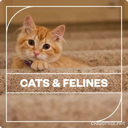 Blastwave FX Cats and Felines WAV :-1 Blastwave FX Cats and Felines WAV :-1
