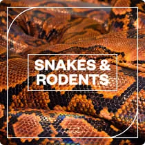 蛇和啮齿动物音效-Blastwave FX Snakes and Rodents WAV